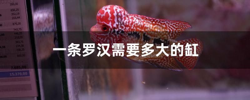 一條羅漢需要多大的缸 其它水族用具設(shè)備