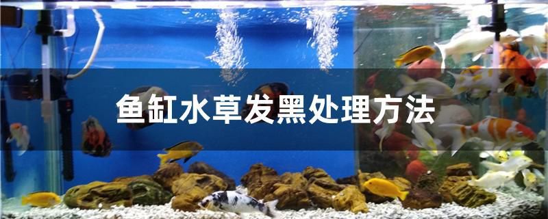 魚缸水草發(fā)黑處理方法 肺魚