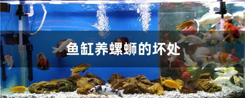 魚缸養(yǎng)螺螄的壞處 大白鯊魚苗