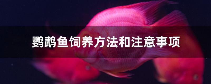 鸚鵡魚飼養(yǎng)方法和注意事項(xiàng) 鐵甲武士