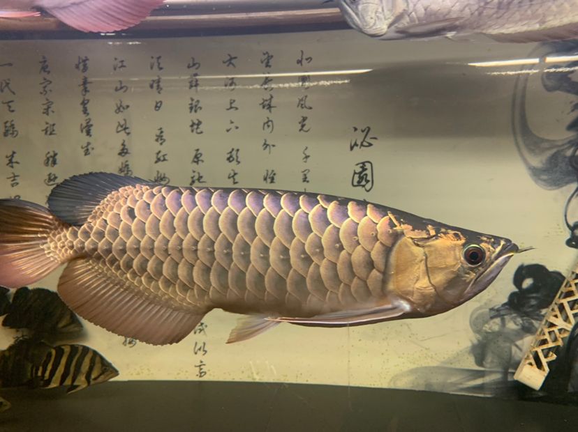 恐龍魚不愛游動(dòng)了什么原因（恐龍魚為什么不愛游動(dòng)） 孵化器