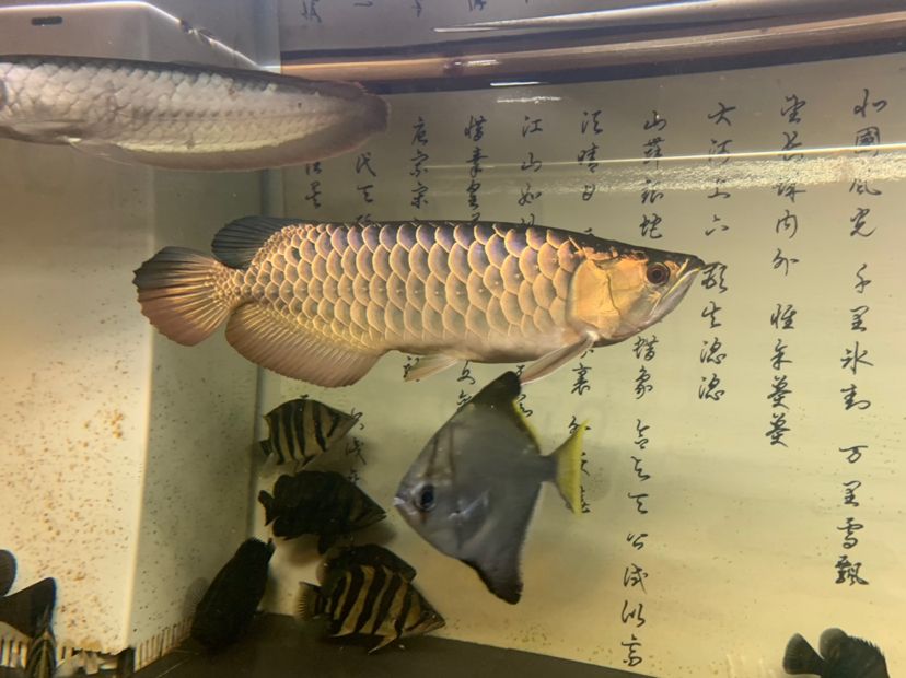 亞克力魚缸過(guò)濾盒制作教程（ 亞克力自制過(guò)濾盒） 招財(cái)戰(zhàn)船魚