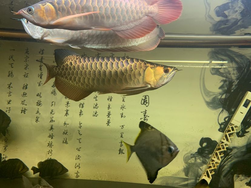 淡水魚(yú) 觀賞魚(yú)（什么淡水觀賞魚(yú)在水上層游） 翡翠鳳凰魚(yú) 第1張