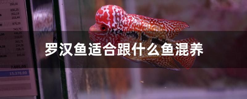 羅漢魚適合跟什么魚混養(yǎng) 一眉道人魚苗