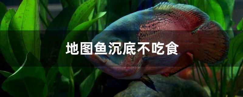 地圖魚(yú)沉底不吃食