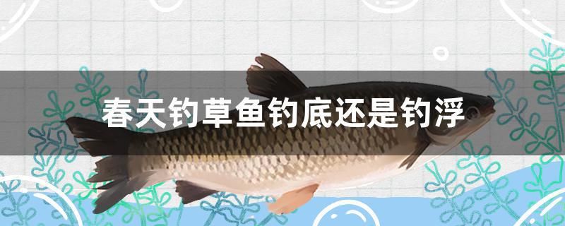 春天釣草魚釣底還是釣浮 斑馬鴨嘴魚苗