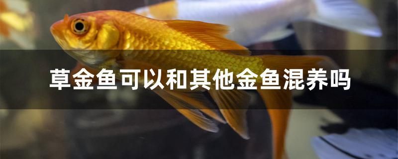 草金魚可以和其他金魚混養(yǎng)嗎 印尼三紋虎