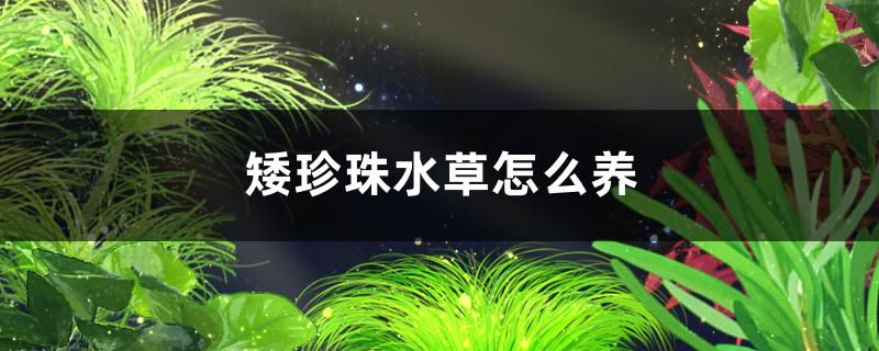 矮珍珠水草好養(yǎng)嗎怎么養(yǎng)