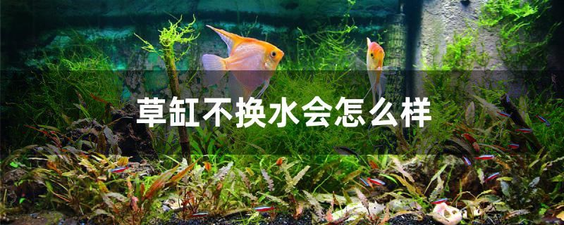 草缸不換水會(huì)怎么樣 名貴錦鯉魚