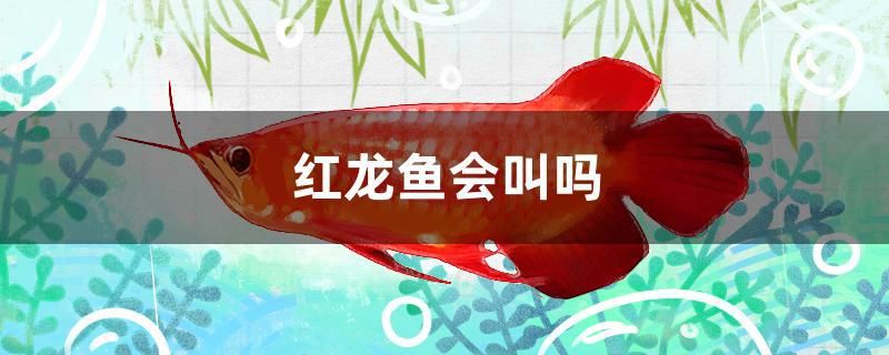 紅龍魚會(huì)叫嗎 泰國(guó)虎魚