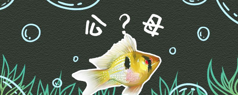 荷蘭鳳凰魚怎么分公母繁殖方法介紹 虎魚魚苗