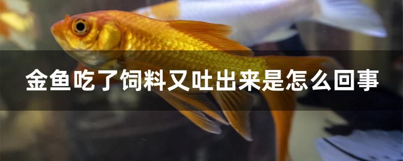 金魚吃了飼料又吐出來是怎么回事