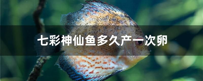 七彩神仙魚多久產(chǎn)一次卵 圣菲埃及魚