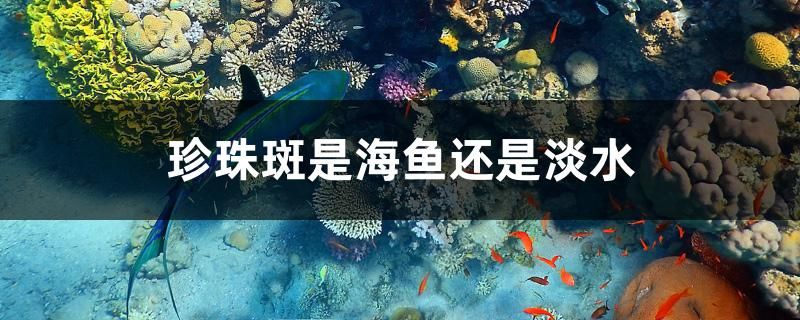 珍珠斑是海魚(yú)還是淡水 觀賞魚(yú)水族批發(fā)市場(chǎng)