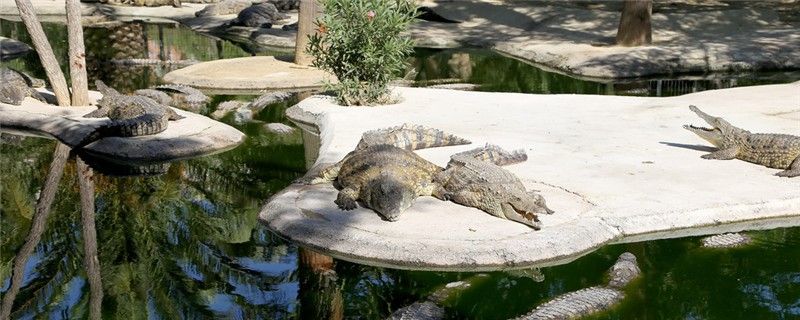 鱷魚需要冬眠嗎需要曬太陽嗎 虎魚魚苗