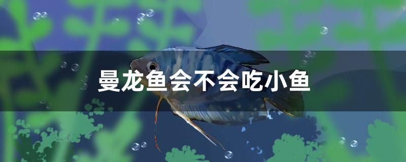 曼龍魚會不會吃小魚