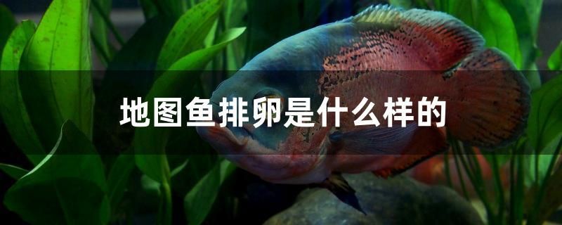 地圖魚排卵是什么樣的 玫瑰銀版魚