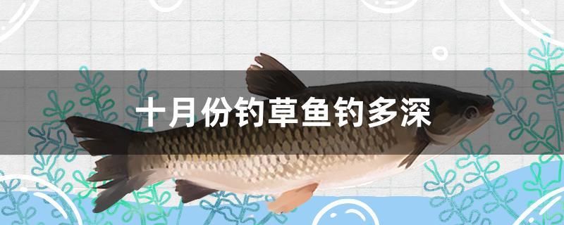 十月份釣草魚釣多深 皇冠黑白魟魚