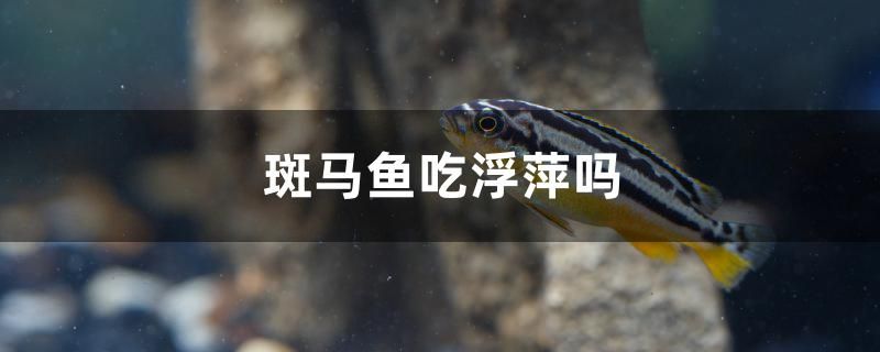 斑馬魚吃浮萍嗎