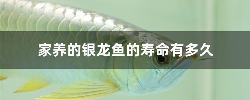 家養(yǎng)的銀龍魚的壽命有多久 水溫計(jì)