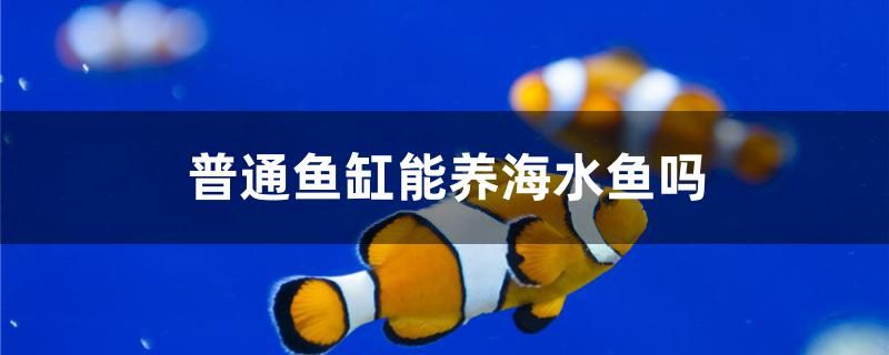 普通魚缸能養(yǎng)海水魚嗎