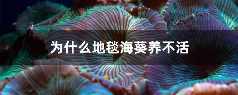 為什么地毯海葵養(yǎng)不活