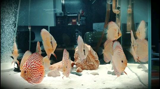 魚缸哪里買便宜（oceanson魚缸哪里能買到） 可麗愛魚缸 第2張