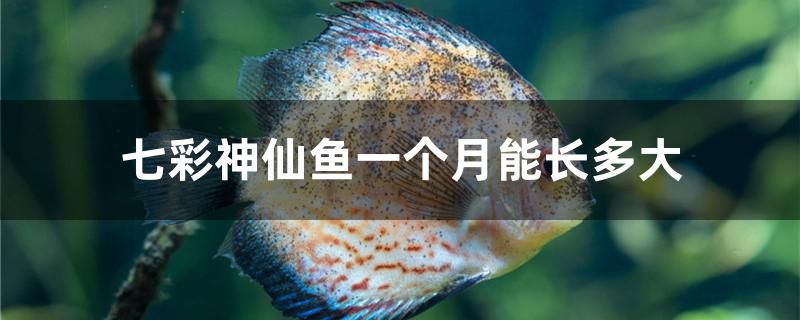 七彩神仙魚一個(gè)月能長(zhǎng)多大 虎紋銀版魚