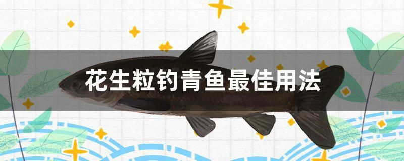 花生粒釣青魚最佳用法