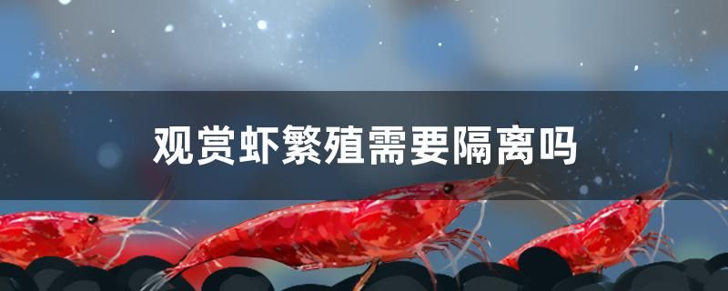 硝化細(xì)菌能直接放在魚缸里嗎（戶外魚池硝化細(xì)菌正確使用方法） 魚缸水質(zhì)穩(wěn)定劑 第2張