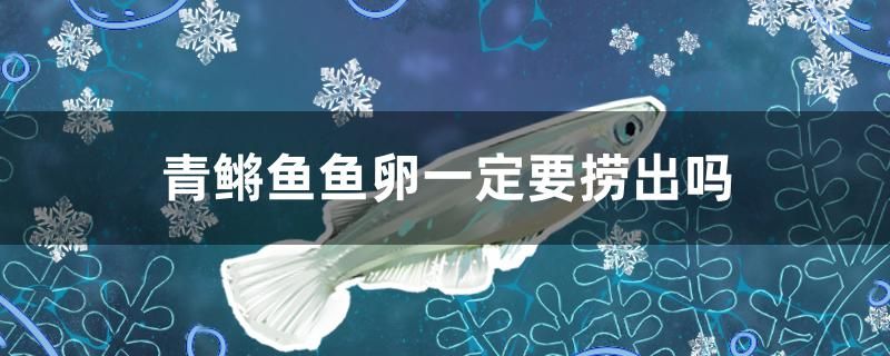 逗釣用什么魚竿好用什么魚鉤好 奈及利亞紅圓點(diǎn)狗頭 第2張