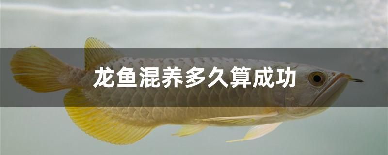 龍魚(yú)混養(yǎng)多久算成功 黃寬帶蝴蝶魚(yú)