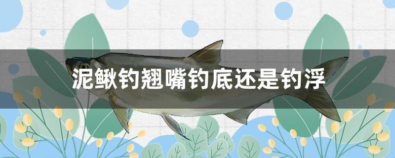 泥鰍釣翹嘴釣底還是釣浮 黃金斑馬魚