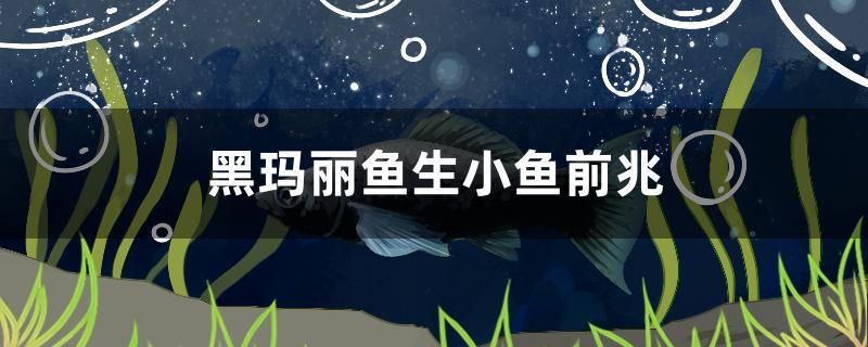 黑瑪麗魚生小魚前兆 金龍魚百科