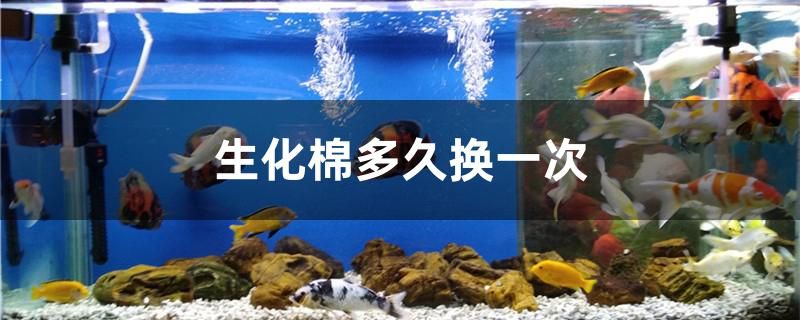 生化棉多久換一次 七彩神仙魚