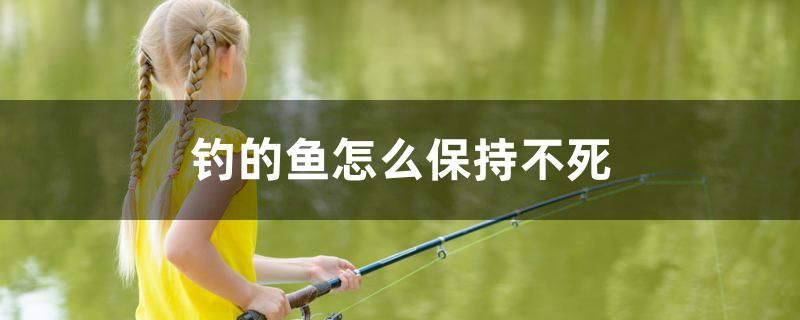 釣的魚怎么保持不死 硝化細(xì)菌