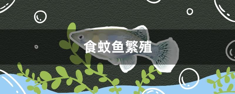 食蚊魚(yú)怎么繁殖