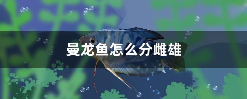 曼龍魚怎么分雌雄