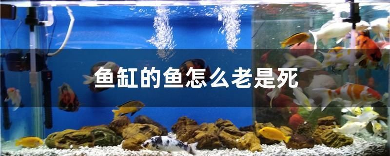 魚缸的魚怎么老是死