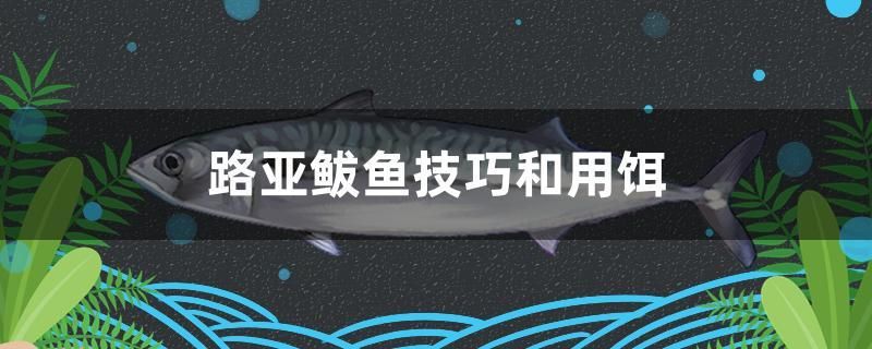 路亞鲅魚技巧和用餌 青龍魚