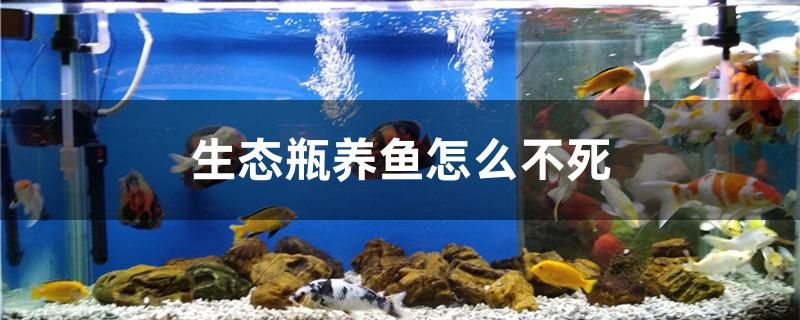 生態(tài)瓶養(yǎng)魚怎么不死 豹紋夫魚苗