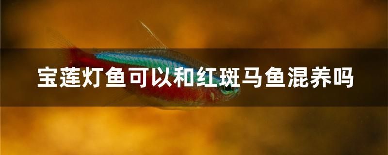 寶蓮燈魚可以和紅斑馬魚混養(yǎng)嗎