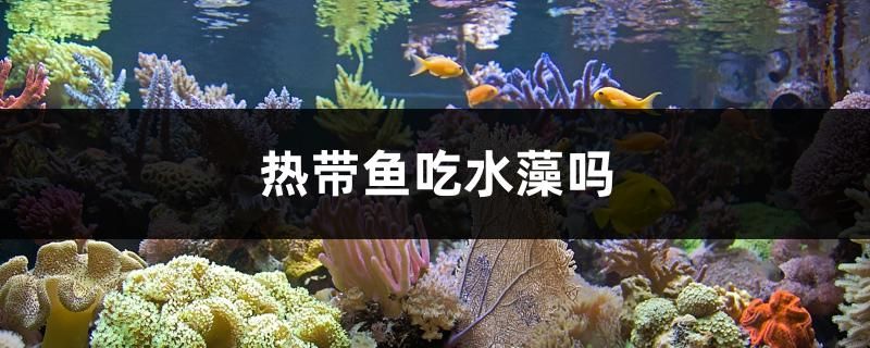 熱帶魚吃水藻嗎 金三間魚