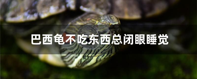 金龍魚翻身是怎么回事（農(nóng)村池塘有一種魚，被叫做“屎光皮”，過去） 肺魚 第2張