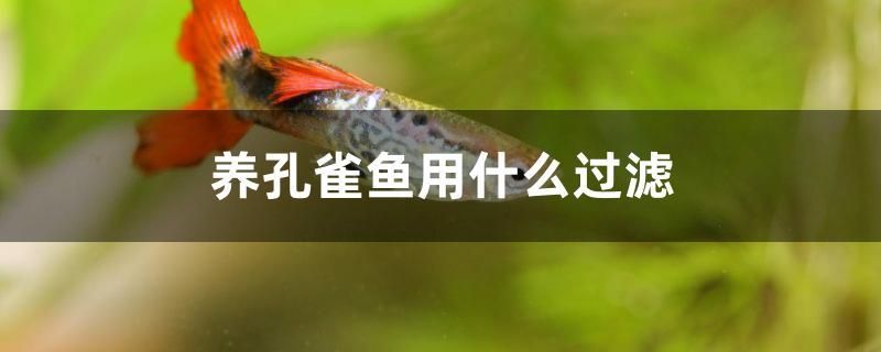 上饒魚缸批發(fā)市場在哪兒啊最近 上饒水族市場 帝王血鉆魚