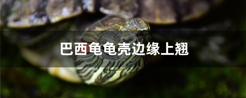 巴西龜龜殼邊緣上翹怎么辦 黃金達(dá)摩魚