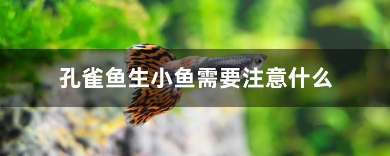 孔雀魚生小魚需要注意什么