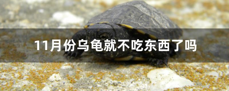 11月份烏龜就不吃東西了嗎