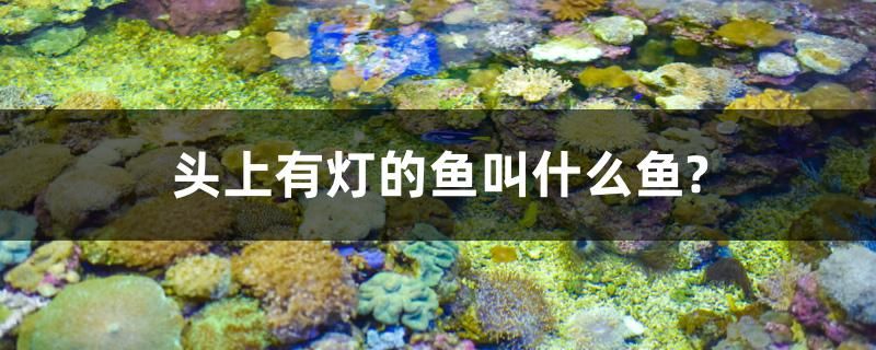 頭上有燈的魚叫什么魚？ 定時(shí)器/自控系統(tǒng)