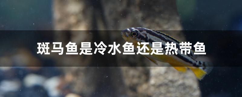 斑馬魚是冷水魚還是熱帶魚